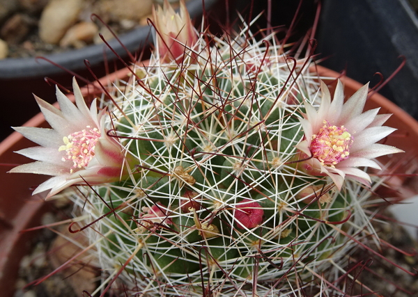 DSC08744Mammillaria fittkaui ssp. mathildae