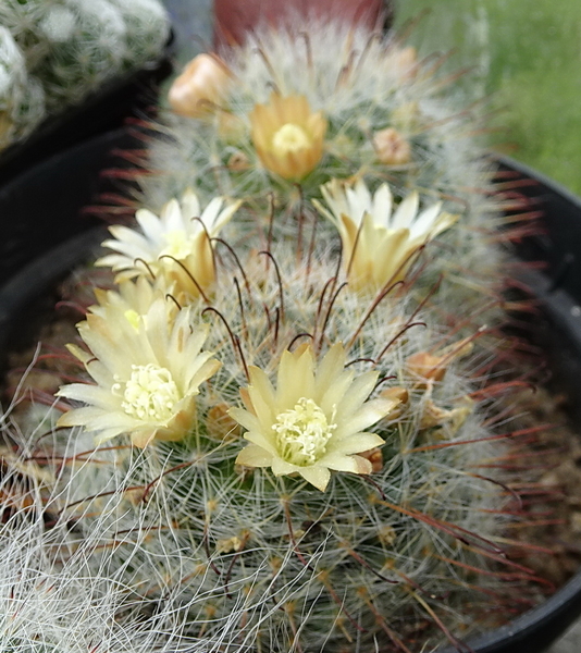 DSC08745Mammillaria bocasana ssp. eschauzieri