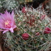 DSC08746Mammillaria fittkaui