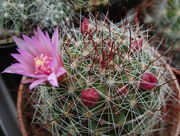 DSC08746Mammillaria fittkaui