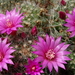 DSC08845Mammillaria zeilmanniana