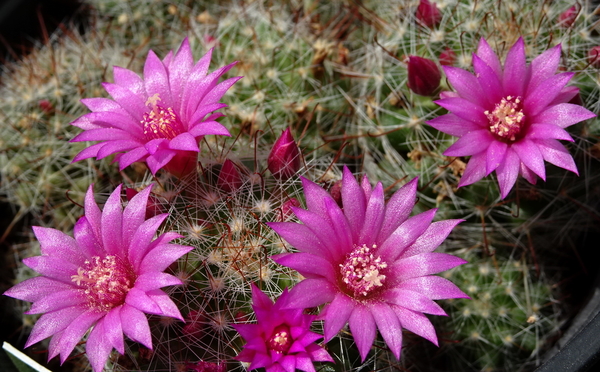 DSC08845Mammillaria zeilmanniana