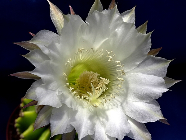 DSC08758Echinopsis eyriesii