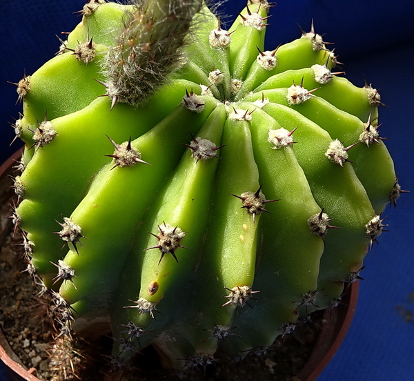 DSC08759Echinopsis eyriesii