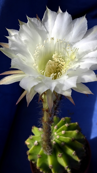 DSC08760Echinopsis eyriesii