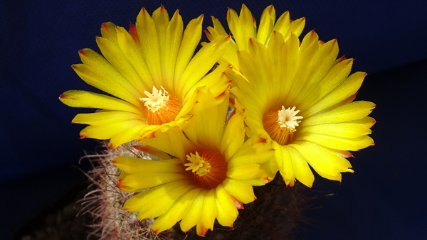 DSC08761Parodia sanagasta