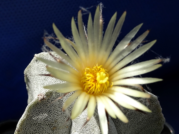 DSC08763Astrophytum myriostigma