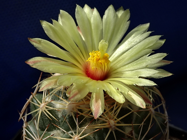 DSC08765Coryphantha palmeri v. pectinata Rio Pecos