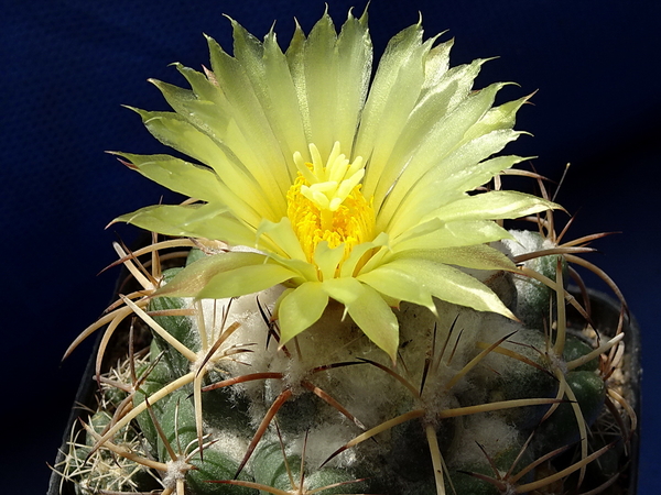 DSC08767Coryphantha bumamma