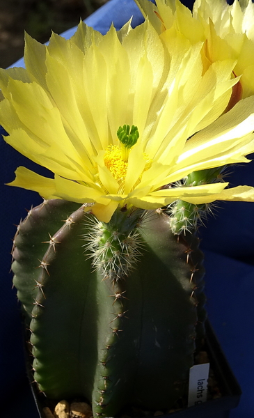 DSC08770Echinocereus subinermis