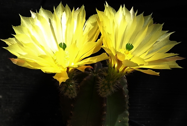 DSC08771Echinocereus subinermis