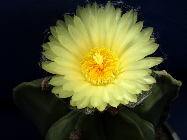 DSC08799Astrophytum myriostigma f. nudum