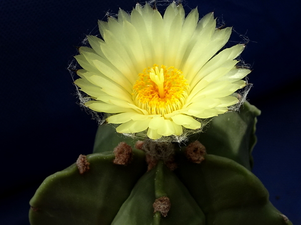 DSC08800Astrophytum myriostigma f. nudum