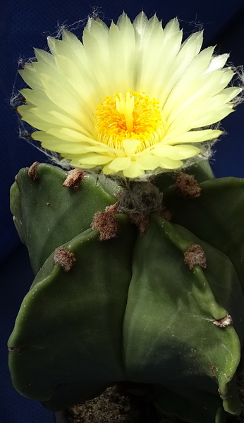 DSC08801Astrophytum myriostigma f. nudum