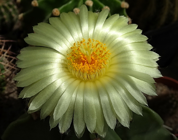 DSC08832Astrophytum myriostigma f. nudum