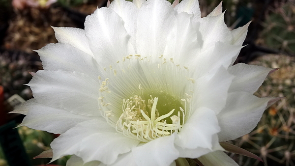 DSC08834Echinopsis eyriesii