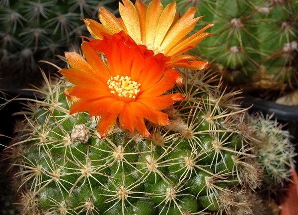 DSC08835Parodia mairanana