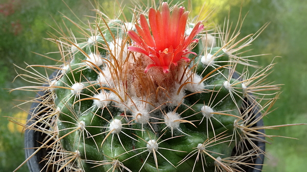 DSC08841Parodia sotomayorensis