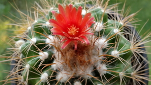 DSC08842Parodia sotomayorensis