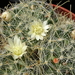 DSC08844Mammillaria pennispinosa v. nazasensis