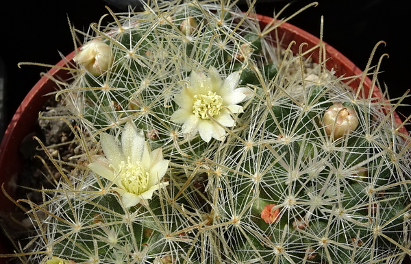 DSC08844Mammillaria pennispinosa v. nazasensis