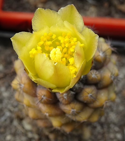 DSC08887Copiapoa