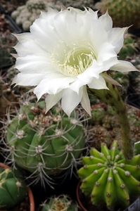 DSC08886Echinopsis eyriesii