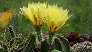 DSC08888Echinocereus subinermis