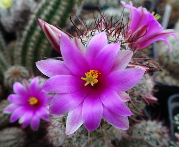 DSC08891Mammillaria mazatlanensis