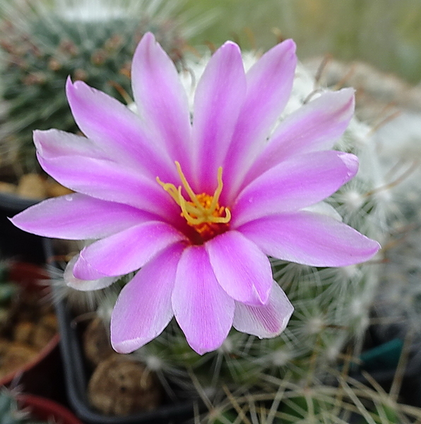 DSC08892Mammillaria boolii