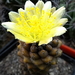 DSC08894Copiapoa humilis var. tenuissima