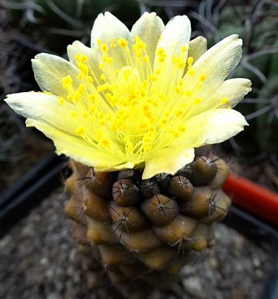 DSC08894Copiapoa humilis var. tenuissima