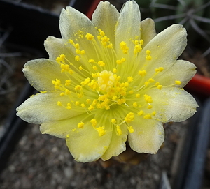 DSC08893Copiapoa humilis var. tenuissima