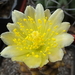 DSC08895Copiapoa humilis var. tenuissima