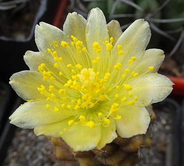 DSC08895Copiapoa humilis var. tenuissima