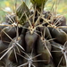 DSC08898Horridocactus tuberisulcatus