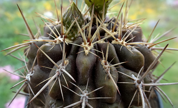 DSC08898Horridocactus tuberisulcatus