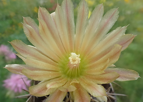 DSC08899Horridocactus tuberisulcatus