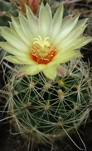 Thelocactus setispinus var. setaceus