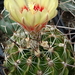 Thelocactus setispinus