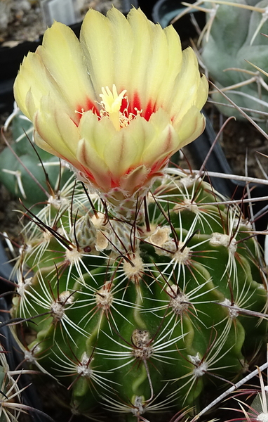 Thelocactus setispinus