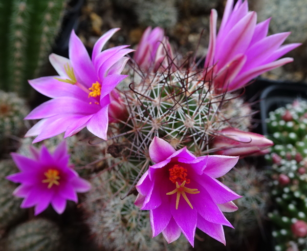 DSC08910Mammillaria mazatlanensis