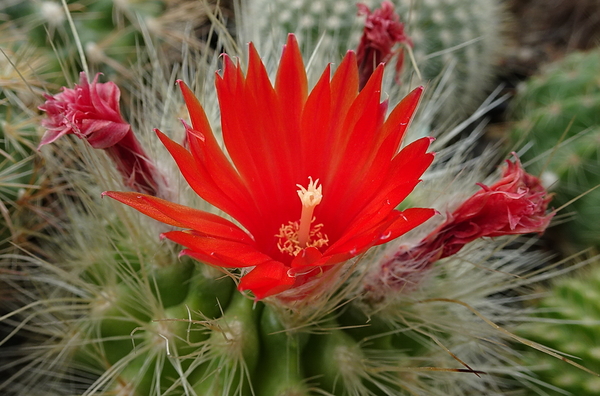 Parodia penicillata