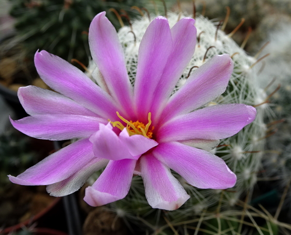 DSC08912Mammillaria boolii