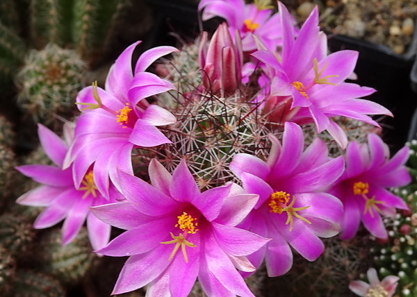 DSC08923Mammillaria mazatlanensis