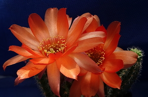 DSC08926Chamaecereus cv. Lincoln Harmony