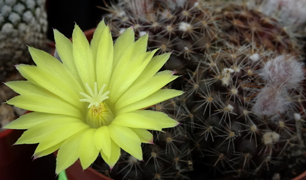 Parodia caparaniana