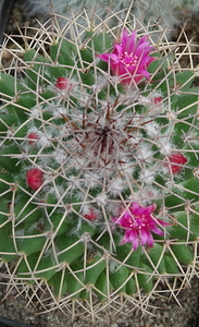 DSC08931Mammillaria polythele