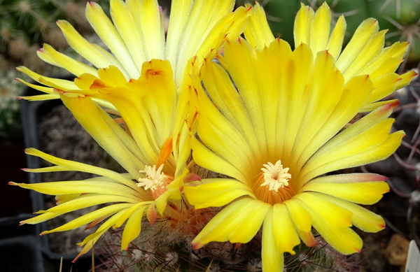 DSC08932Parodia sanagasta