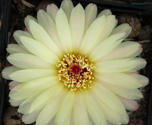 DSC08935Notocactus glaucinus HU 779